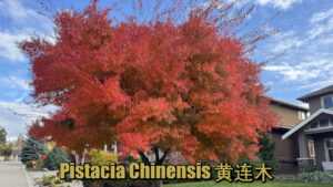 黄连木 PistaciaChinensis
